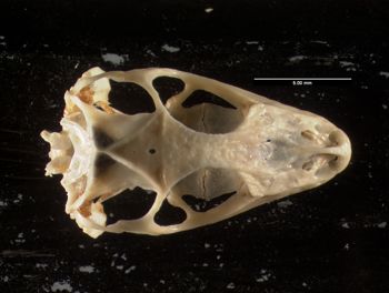 Media type: image;   Herpetology R-10492